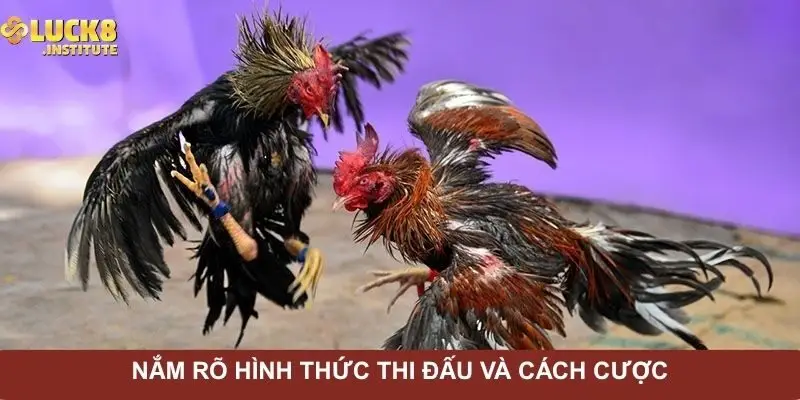 nam-ro-hinh-thuc-thi-dau-va-cach-cuoc